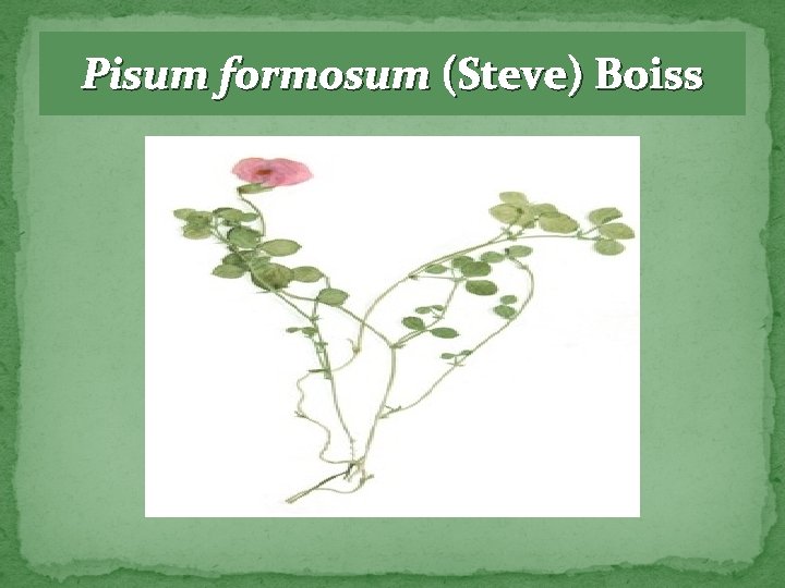 Pisum formosum (Steve) Boiss 