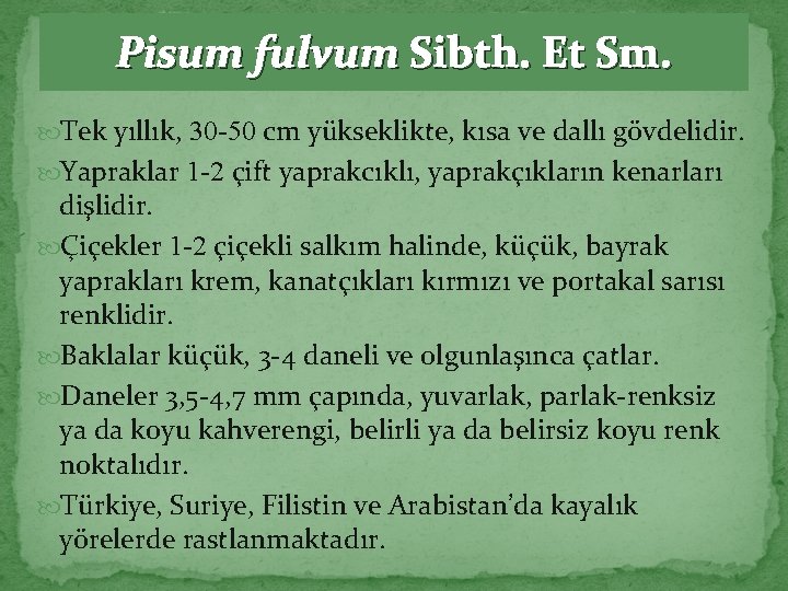 Pisum fulvum Sibth. Et Sm. Tek yıllık, 30 -50 cm yükseklikte, kısa ve dallı