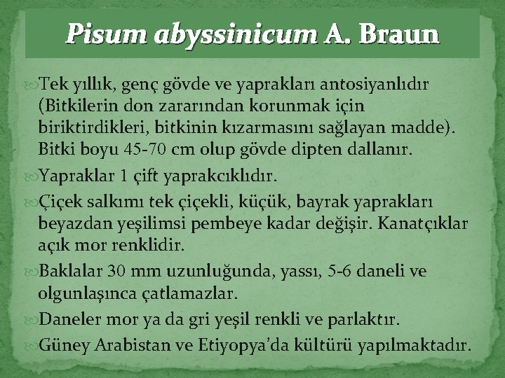 Pisum abyssinicum A. Braun Tek yıllık, genç gövde ve yaprakları antosiyanlıdır (Bitkilerin don zararından