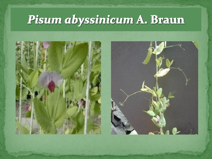 Pisum abyssinicum A. Braun 
