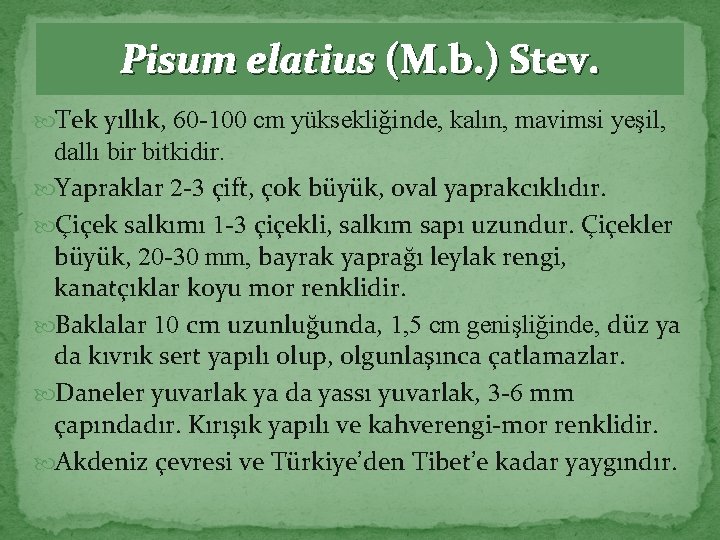 Pisum elatius (M. b. ) Stev. Tek yıllık, 60 -100 cm yüksekliğinde, kalın, mavimsi