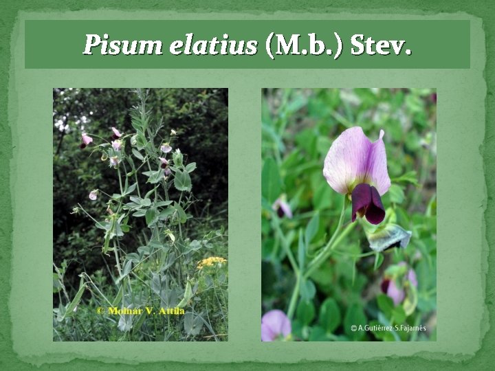 Pisum elatius (M. b. ) Stev. 