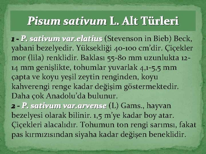 Pisum sativum L. Alt Türleri 1 - P. sativum var. elatius (Stevenson in Bieb)