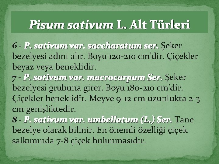 Pisum sativum L. Alt Türleri 6 - P. sativum var. saccharatum ser. Şeker bezelyesi