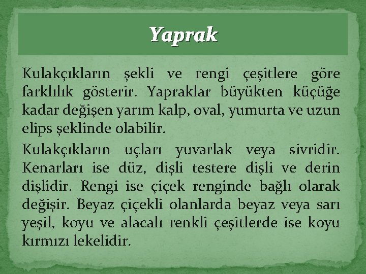 Yaprak Kulakçıkların şekli ve rengi çeşitlere göre farklılık gösterir. Yapraklar büyükten küçüğe kadar değişen