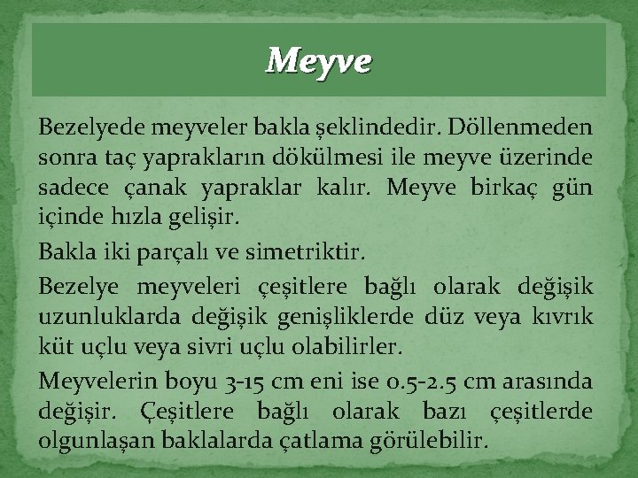 Meyve Bezelyede meyveler bakla şeklindedir. Döllenmeden sonra taç yaprakların dökülmesi ile meyve üzerinde sadece