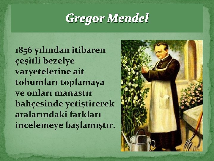 Gregor Mendel 1856 yılından itibaren çeşitli bezelye varyetelerine ait tohumları toplamaya ve onları manastır