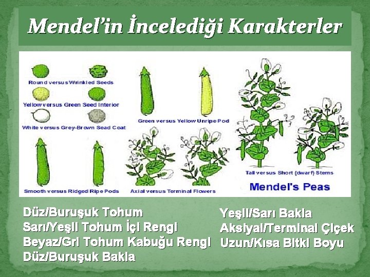 Mendel’in İncelediği Karakterler Düz/Buruşuk Tohum Sarı/Yeşil Tohum İçi Rengi Beyaz/Gri Tohum Kabuğu Rengi Düz/Buruşuk