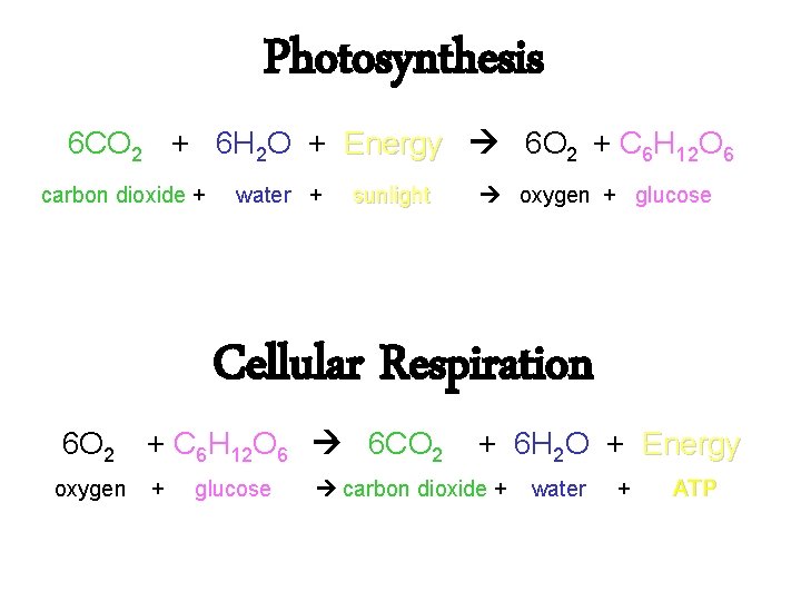 Photosynthesis 6 CO 2 + 6 H 2 O + Energy 6 O 2
