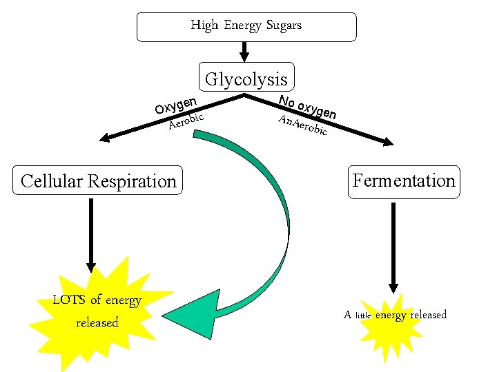 High Energy Sugars Glycolysis n e Oxyg ic Aerob Cellular Respiration LOTS of energy