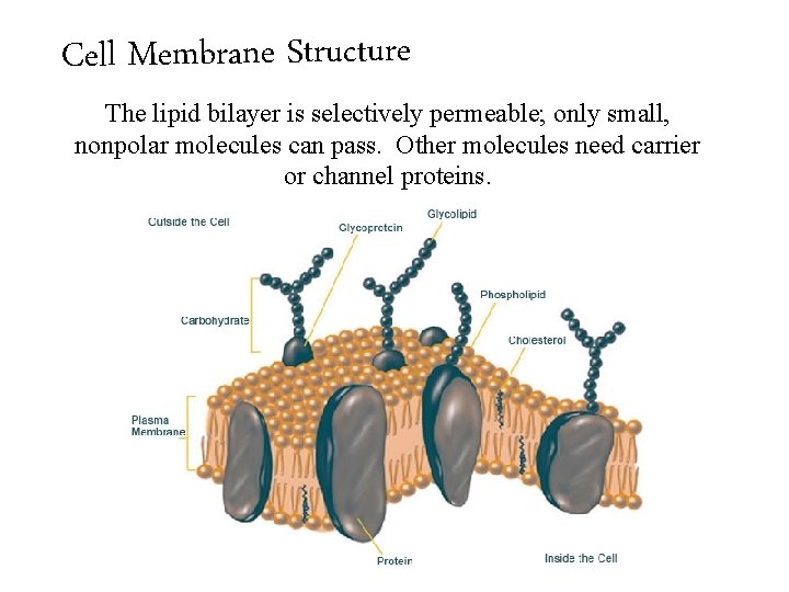 Cell Membrane Structure The lipid bilayer is selectively permeable; only small, nonpolar molecules can