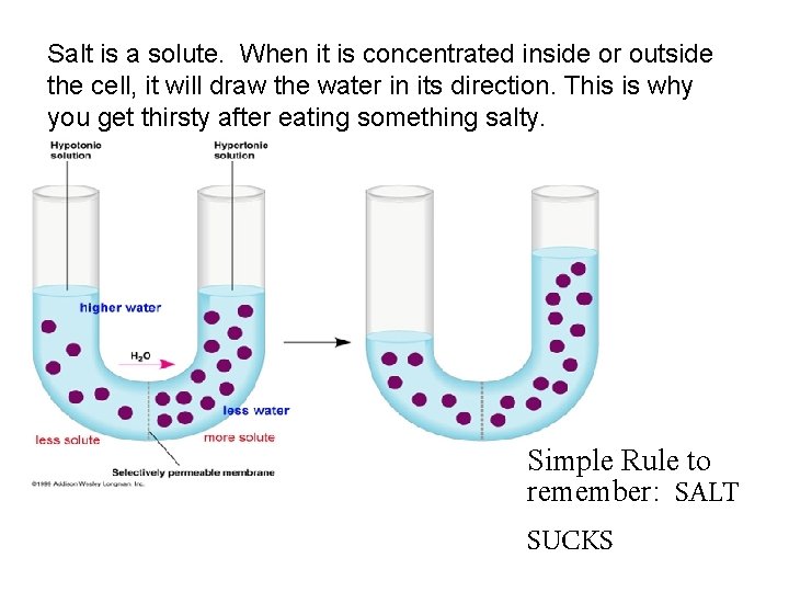Salt is a solute. When it is concentrated inside or outside the cell, it
