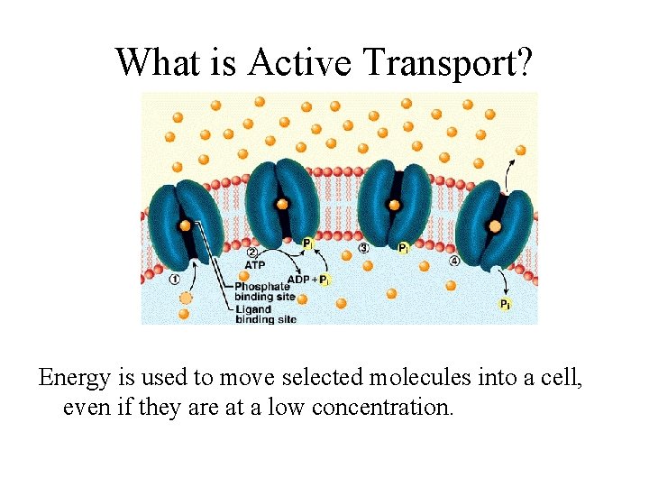 What is Active Transport? Energy is used to move selected molecules into a cell,