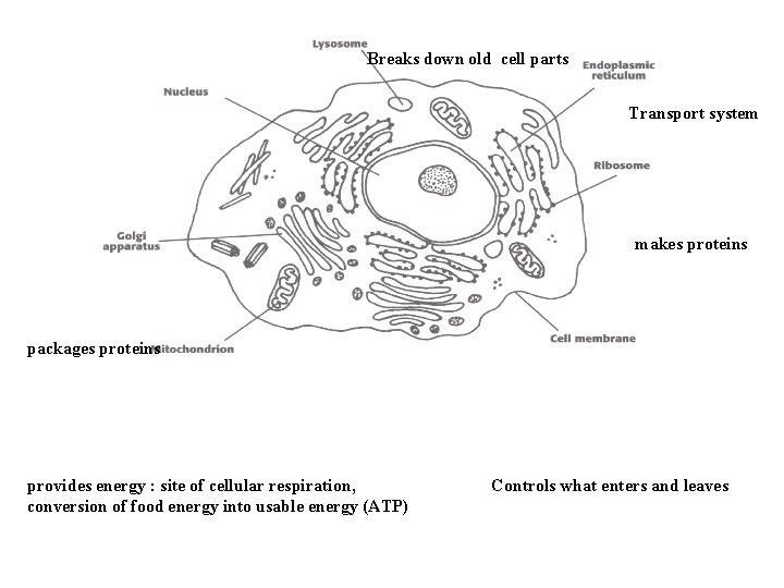 Breaks down old cell parts Transport system makes proteins packages proteins provides energy :