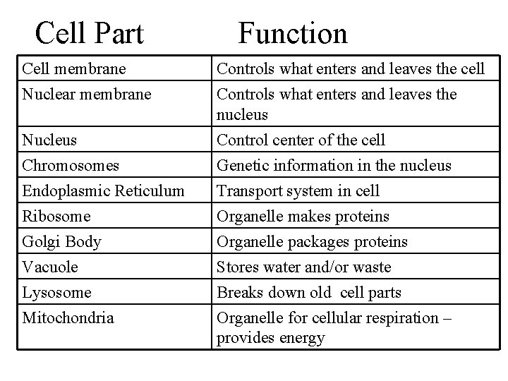 Cell Part Cell membrane Nuclear membrane Nucleus Chromosomes Endoplasmic Reticulum Ribosome Golgi Body Vacuole