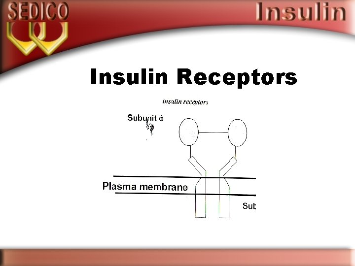 Insulin Receptors 