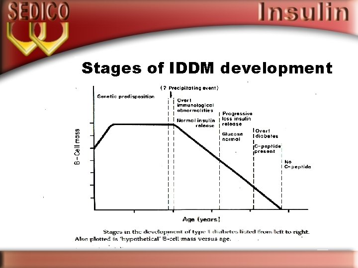 Stages of IDDM development 