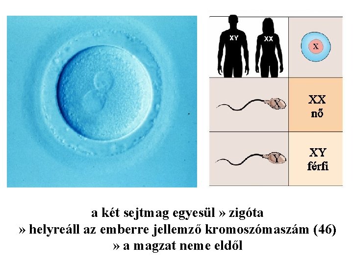 a két sejtmag egyesül » zigóta » helyreáll az emberre jellemző kromoszómaszám (46) »
