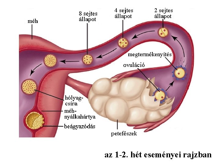 az 1 -2. hét eseményei rajzban 