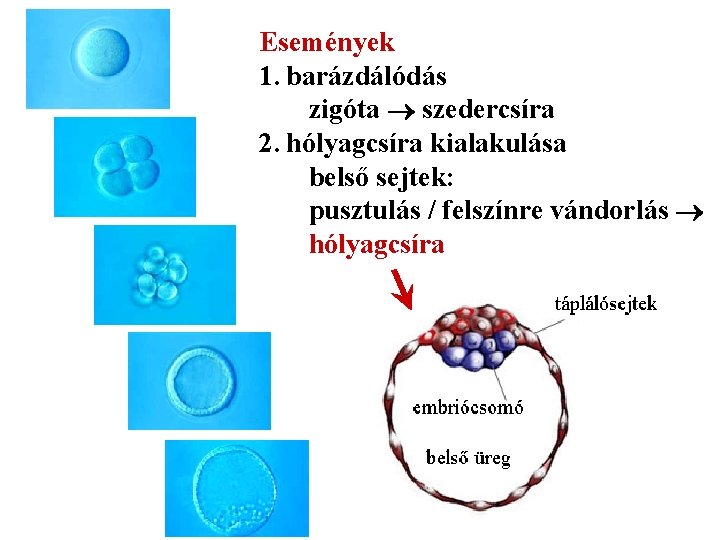 Események 1. barázdálódás zigóta szedercsíra 2. hólyagcsíra kialakulása belső sejtek: pusztulás / felszínre vándorlás