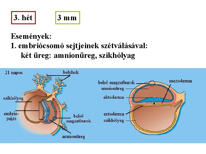 3. hét 3 mm Események: 1. embriócsomó sejtjeinek szétválásával: két üreg: amnionüreg, szikhólyag 