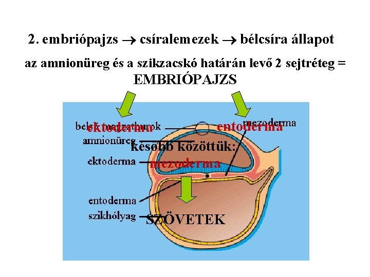 2. embriópajzs csíralemezek bélcsíra állapot az amnionüreg és a szikzacskó határán levő 2 sejtréteg