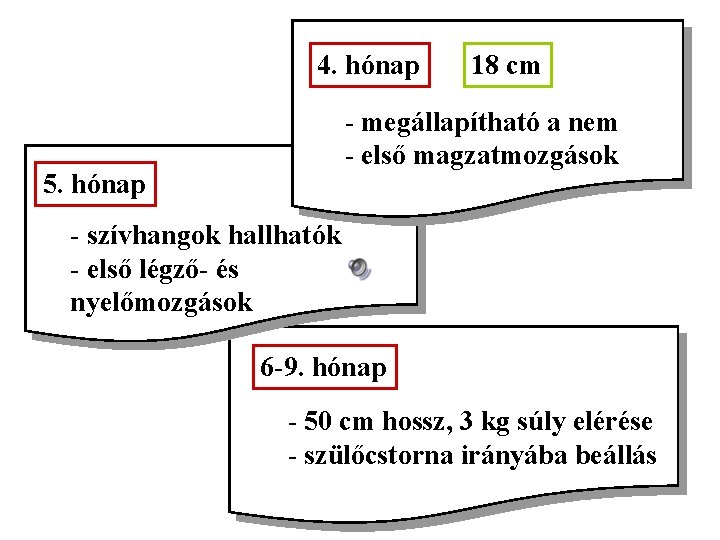 4. hónap 18 cm - megállapítható a nem - első magzatmozgások 5. hónap -