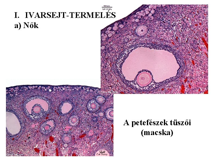 I. IVARSEJT-TERMELÉS a) Nők A petefészek tüszői (macska) 