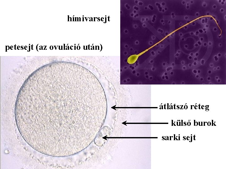 hímivarsejt petesejt (az ovuláció után) átlátszó réteg külső burok sarki sejt 