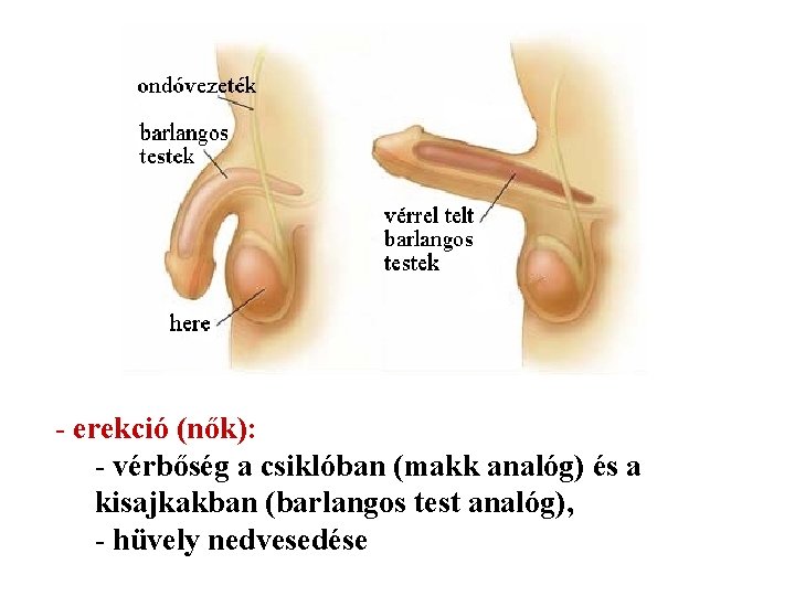 - erekció (nők): - vérbőség a csiklóban (makk analóg) és a kisajkakban (barlangos test