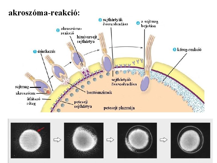 akroszóma-reakció: 