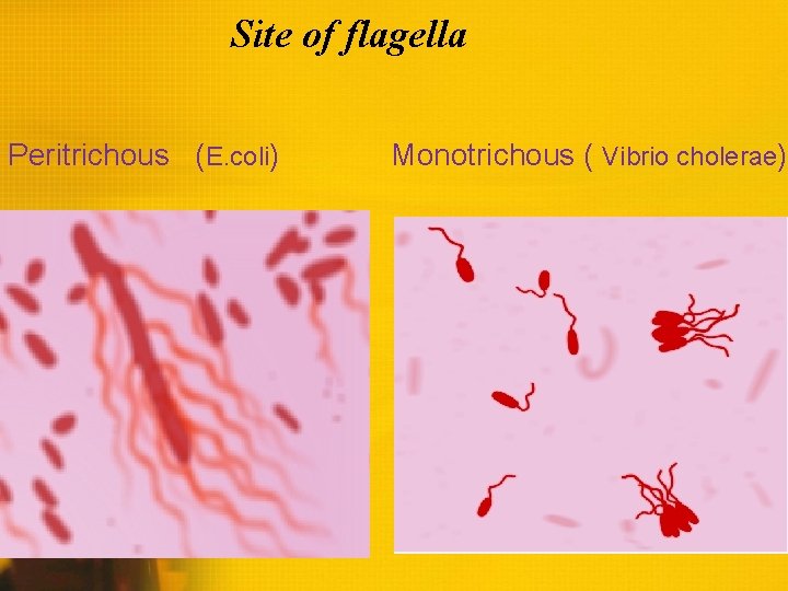 Site of flagella Peritrichous (E. coli) Monotrichous ( Vibrio cholerae) 