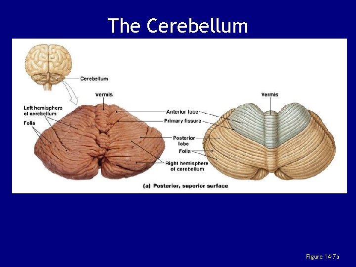 The Cerebellum Figure 14– 7 a 