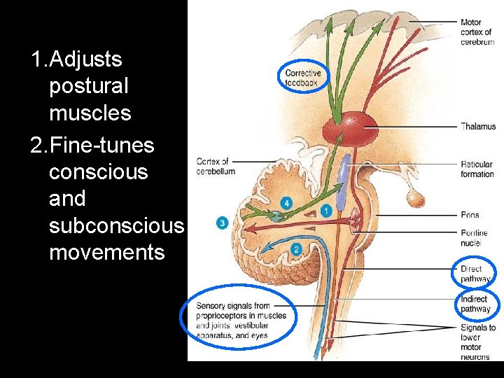 Cerebellum 1. Adjusts postural muscles 2. Fine-tunes conscious and subconscious movements 