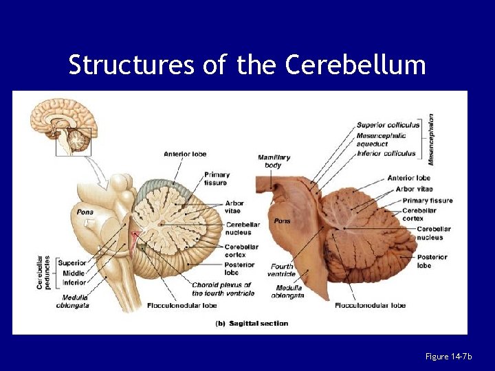 Structures of the Cerebellum Figure 14– 7 b 