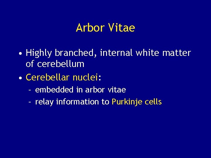 Arbor Vitae • Highly branched, internal white matter of cerebellum • Cerebellar nuclei: –