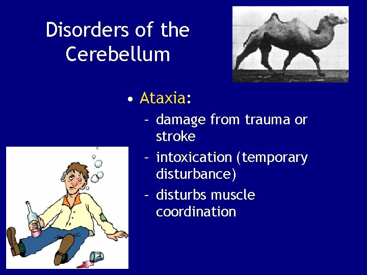 Disorders of the Cerebellum • Ataxia: – damage from trauma or stroke – intoxication