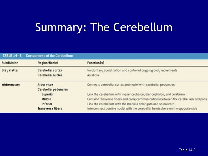 Summary: The Cerebellum Table 14 -3 