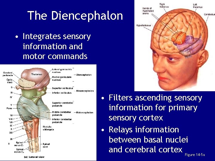 The Diencephalon • Integrates sensory information and motor commands • Filters ascending sensory information