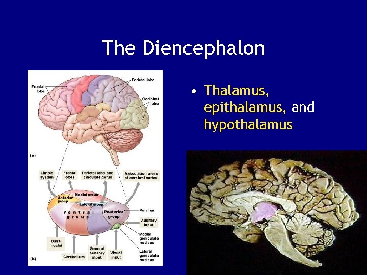 The Diencephalon • Thalamus, epithalamus, and hypothalamus Figure 14– 9 