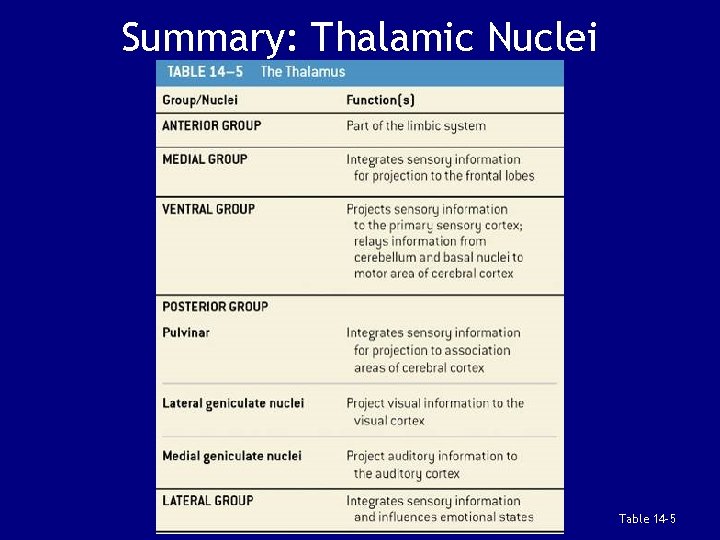 Summary: Thalamic Nuclei Table 14 -5 