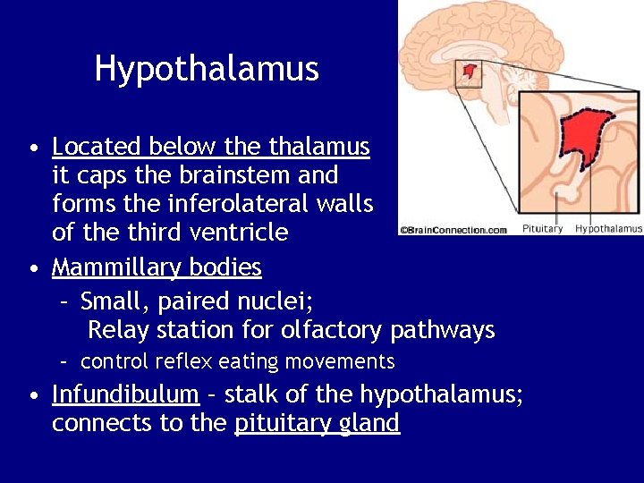 Hypothalamus • Located below the thalamus it caps the brainstem and forms the inferolateral