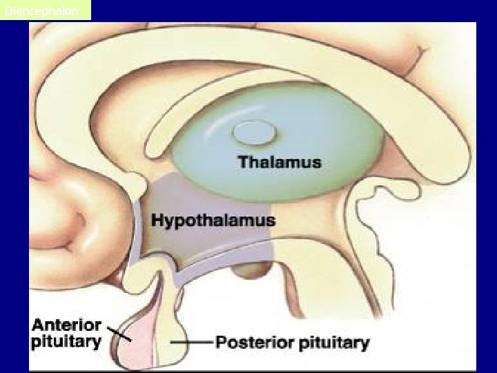 Diencephalon The Diencephalon Hypothalamus 