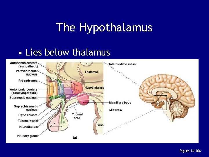 The Hypothalamus • Lies below thalamus Figure 14– 10 a 