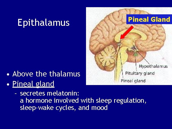 Epithalamus Pineal Gland • Above thalamus • Pineal gland – secretes melatonin: a hormone