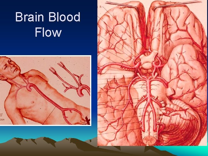 Brain Blood Flow 