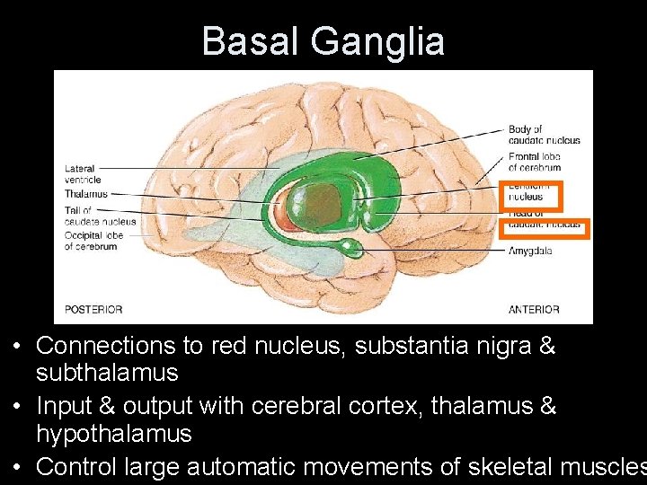 Basal Ganglia • Connections to red nucleus, substantia nigra & subthalamus • Input &