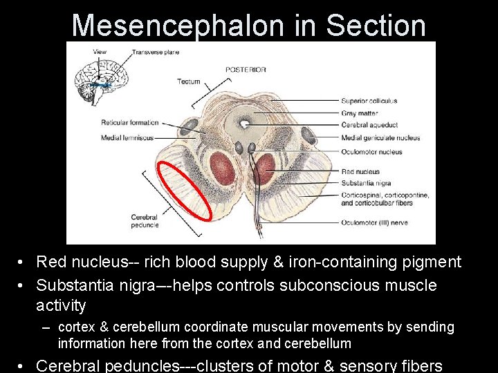 Mesencephalon in Section • Red nucleus-- rich blood supply & iron-containing pigment • Substantia