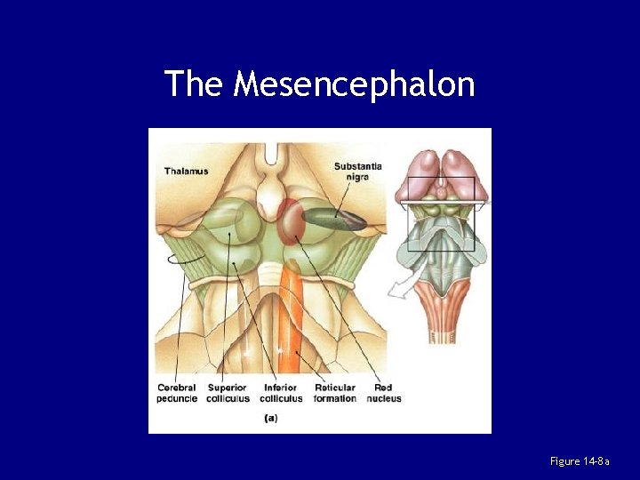 The Mesencephalon Figure 14– 8 a 