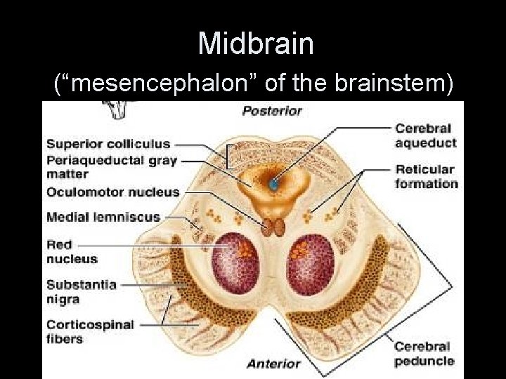 Midbrain (“mesencephalon” of the brainstem) 